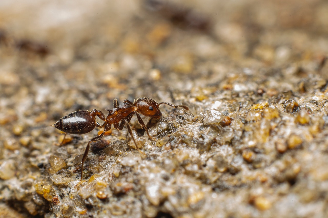 Acheter un hôtel à fourmis